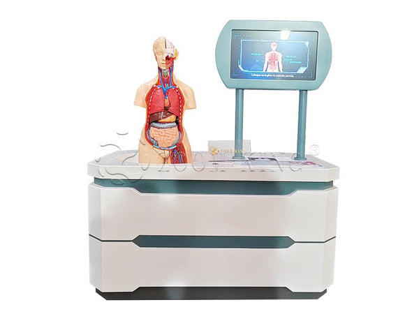 Human mannequin with removable organ models including heart lungs and brain SCIENCE EXHIBITS - Zoomking®