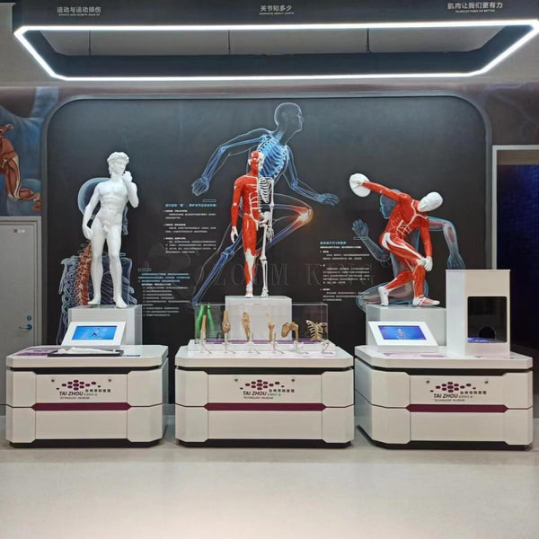 Body in Motion: Interactive Joints, Muscles & Sports Injury Exhibits for Kids - Zigong Zhongqing Technology Co., Ltd. Operating under the brand Zoomking®.