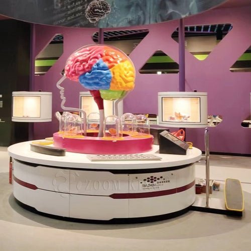 How to Plan a Science Museum Master Plan: Brain Anatomy Interactive Exhibits - Zigong Zhongqing Technology Co., Ltd. Operating under the brand Zoomking®.
