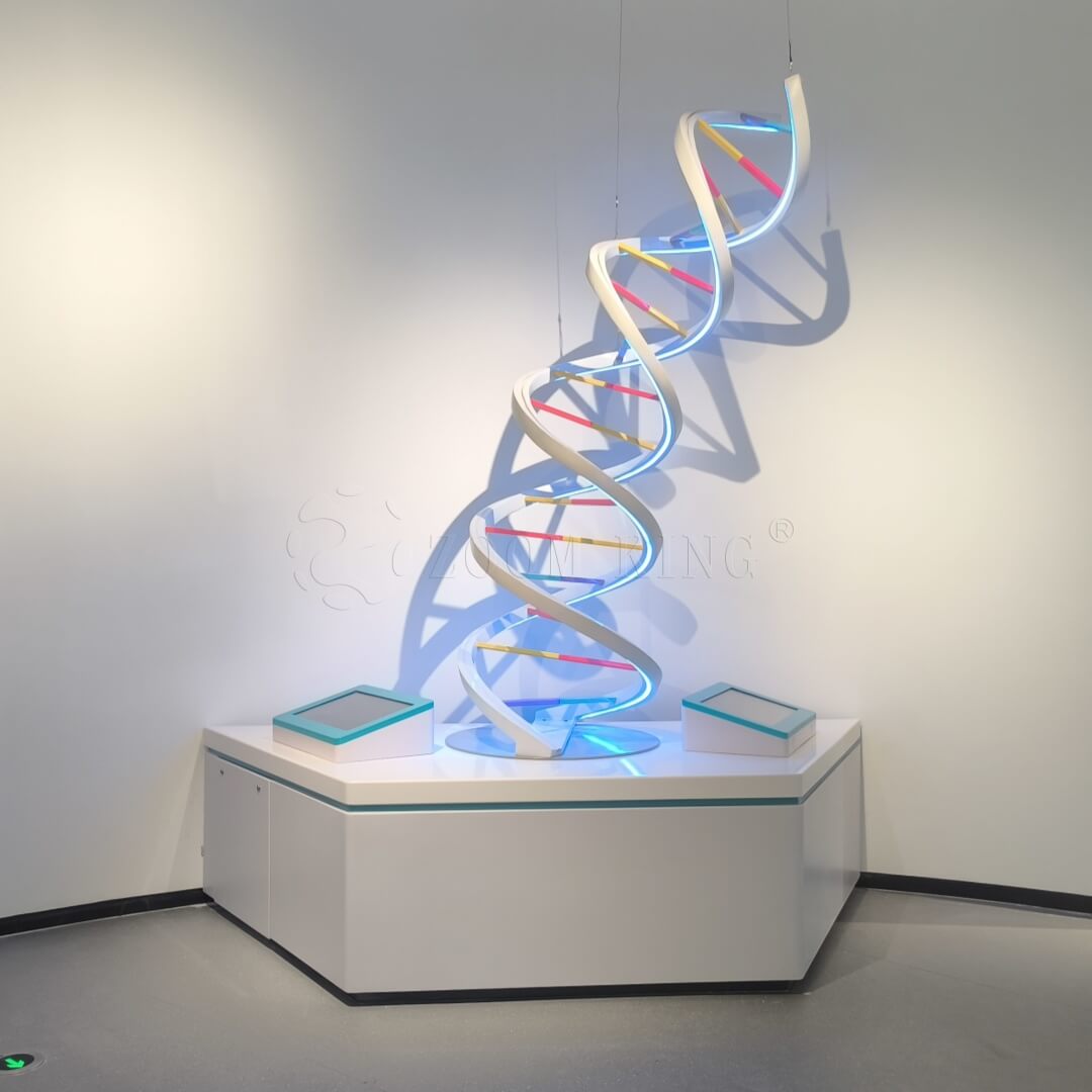 Modelo de ADN | Exposición interactiva de ciencias de la vida para mus