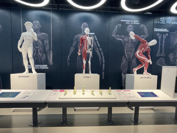 5 Best Interactive Museum Exhibit: Human Joints