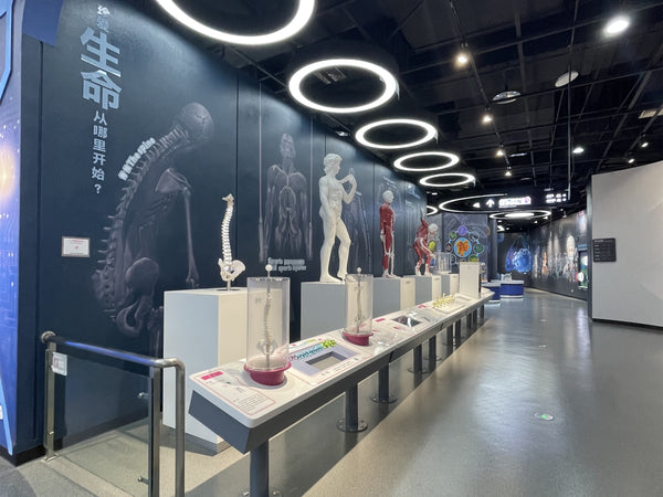 5 Best Interactive Museum Exhibit: Human Joints