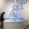 Giant DNA genetic engineering exhibit installed in a science museum gallery