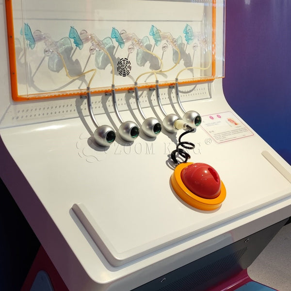 Vowel phonetics teaching model showing speech mechanism and airflow